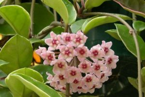 Descubre los beneficios de las plantas trepadoras con flores
