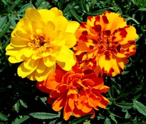 Conoce el significado de las flores