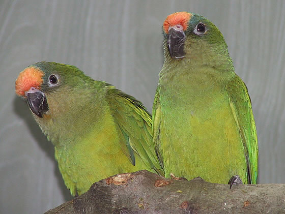Aratinga Aurea 1