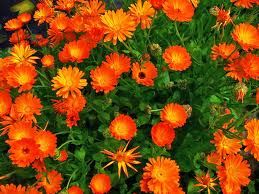 Beneficios de las flores de Bach