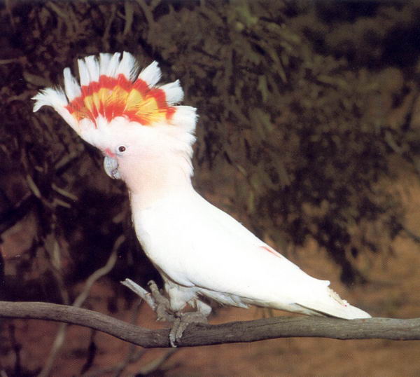 Cacatúa Leadbeateri O Abanderada