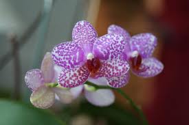 ¿Cómo se cuidan las orquídeas?