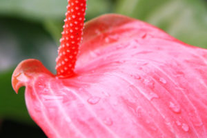 Las mejores flores de interior