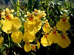 Comprar orquídeas online