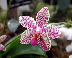 Cómo evitar las enfermedades de orquídeas