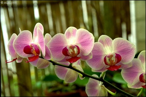 Comprar orquídeas online
