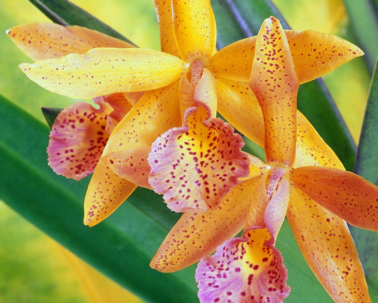 Cómo evitar las enfermedades de orquídeas 1