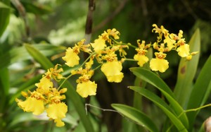 Descubre como transplantar orquídeas