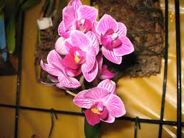 ¿Cómo se cuidan las mini orquídeas?