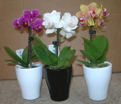 ¿Cómo se cuidan las mini orquídeas?