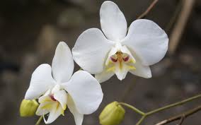 Orquídeas blancas ¿cómo se cuidan?