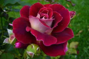 ¿Qué significa soñar con rosas?