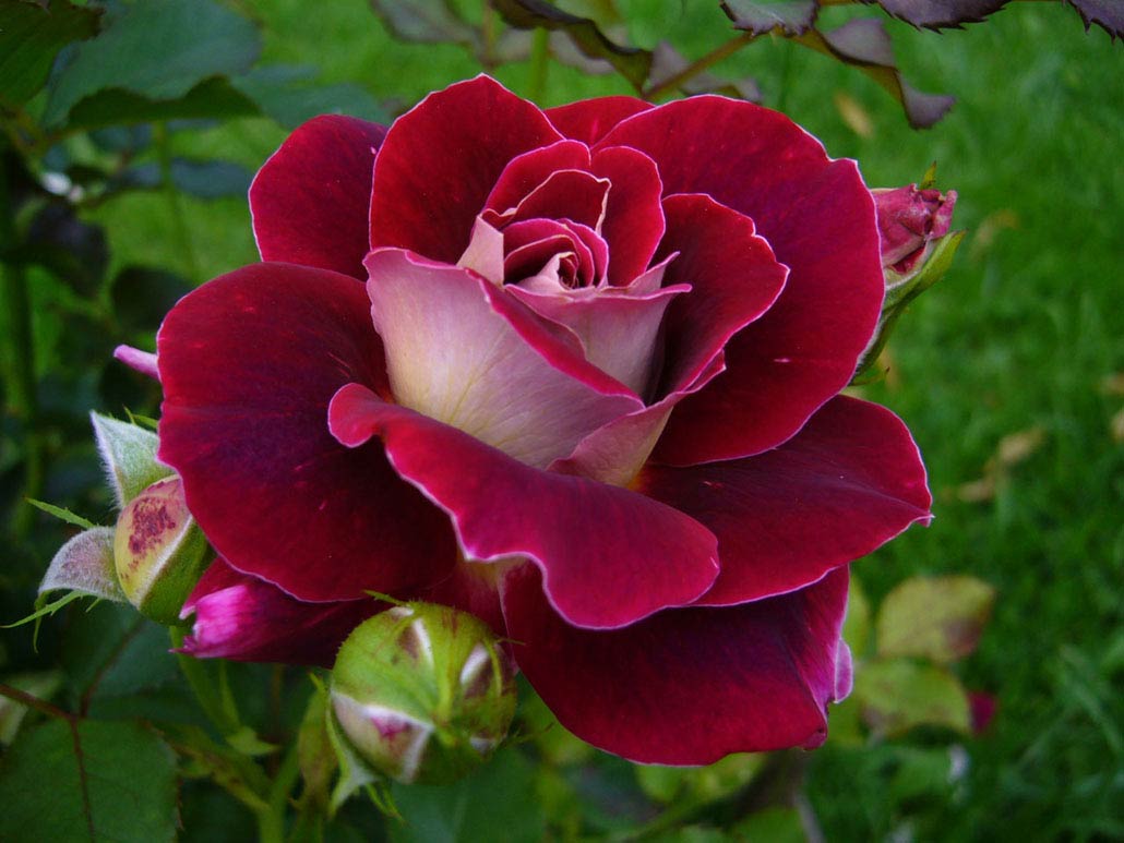 ¿Qué significa soñar con rosas?