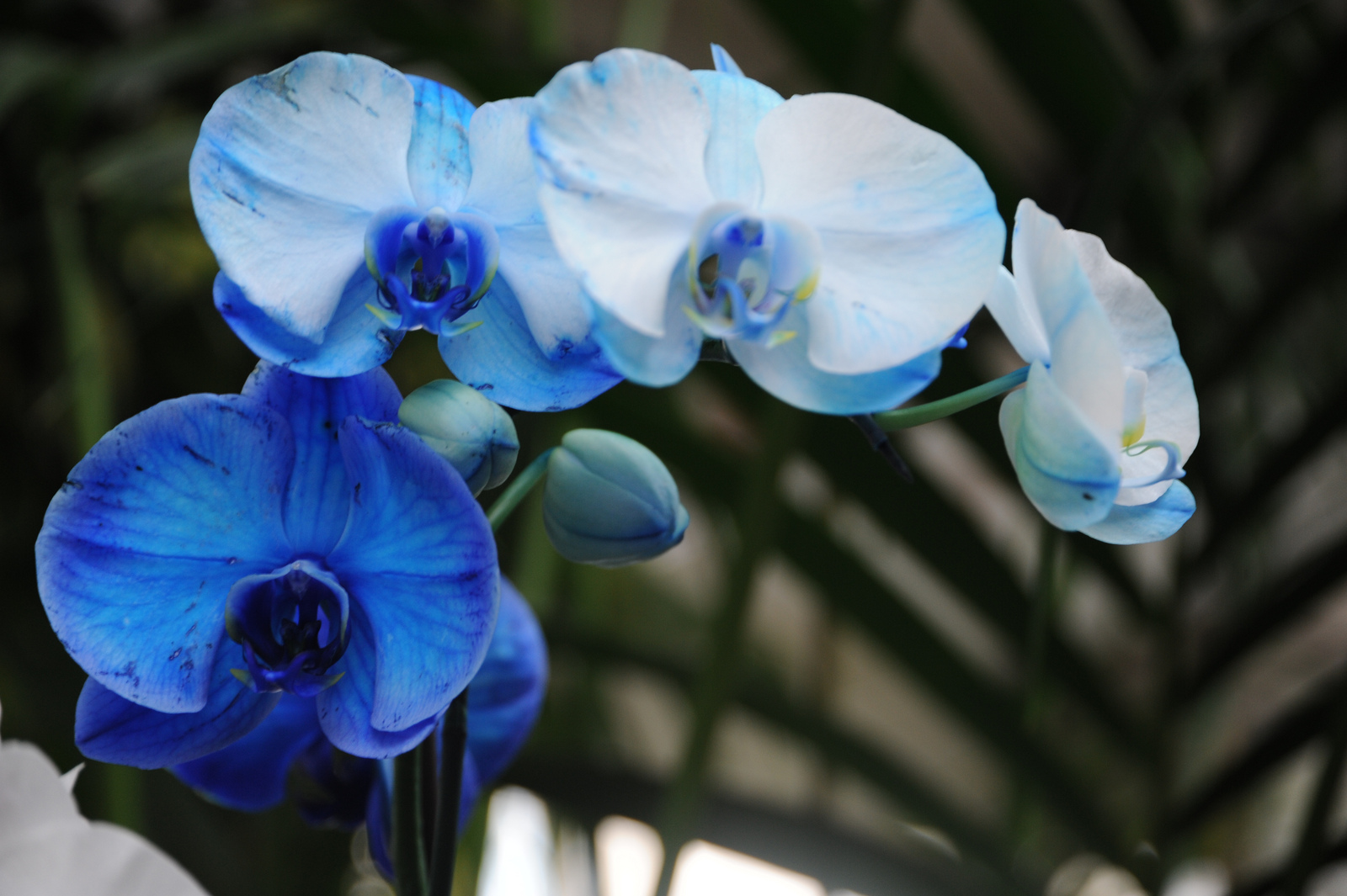 Conoce los cuidados de las orquídeas azules
