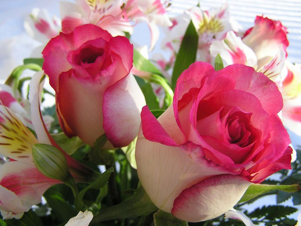 ¿Qué significa soñar con rosas?