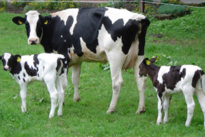 ¿Qué significa soñar con vacas? 5