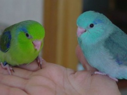 Loros Forpus