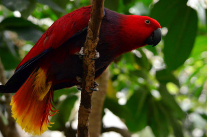 Loro Eclectus