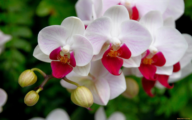 ¿Cuál es el mejor abono para orquídeas?