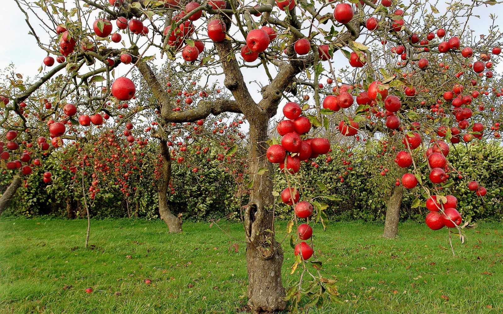 Cómo podar árboles frutales 1