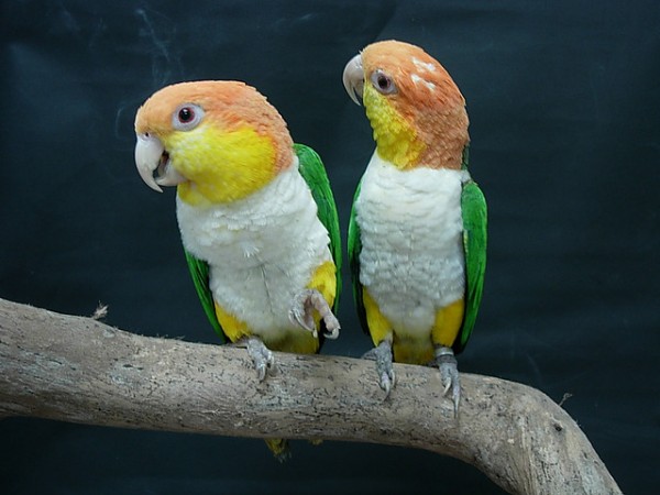 Caiques