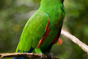 Loro Eclectus