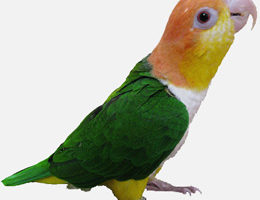 Caiques