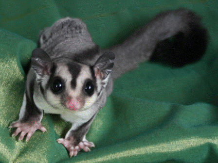 Animales curiosos: petauros del azúcar 1