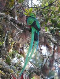 Quetzal mesoamericano