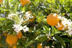 3706_cascurial_naranjos_1_72