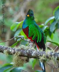 Quetzal mesoamericano