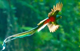 Quetzal mesoamericano