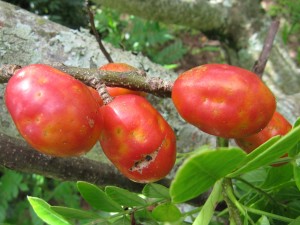 Árboles frutales: Cómo hacer que los frutos sean provechosos
