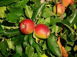 Árboles frutales: Cómo hacer que los frutos sean provechosos
