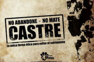 Mitos y verdades sobre la esterilización de mascotas 1