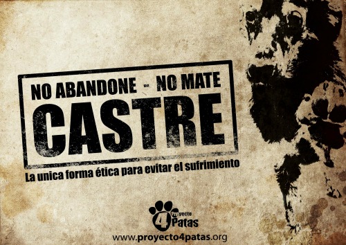 Mitos y verdades sobre la esterilización de mascotas 1