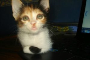 dientes-de-leche-perros-gatos