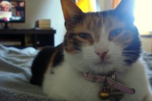 como-darle-pastilla-gato