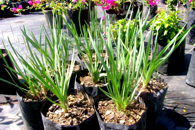 El ajo, un aliado en la cocina y el jardín 1