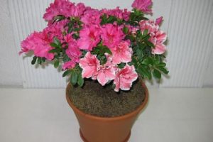 Azaleas dentro de casa 10