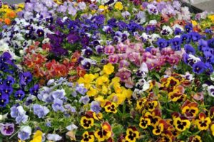 Flores-del-Pensamiento