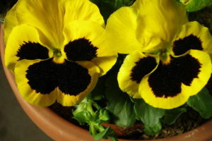 ¿Pensando en Pensamientos? 11