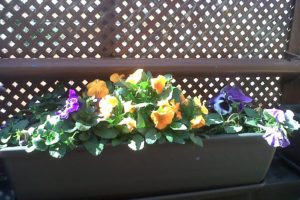 Dónde plantar pensamientos 9