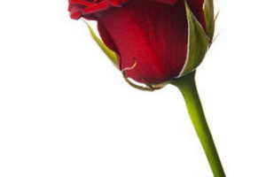 dibuja una rosa