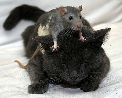 gato y ratón