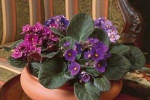 Conoce un poco más sobre las violetas africanas 8