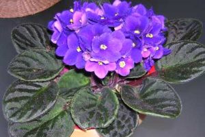 ¿Cómo reproducir violetas africanas? 2