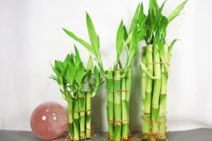 bambu varias formas