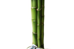 foto bambu suerte plantado