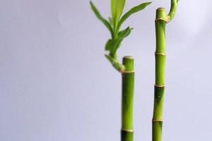 imagen de bambu de la suerte